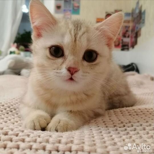 Передержка животных