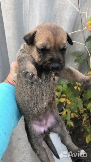 Отдам в добрые руки бесплатно, (4 мальчика)