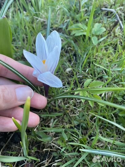 Кроксы белые