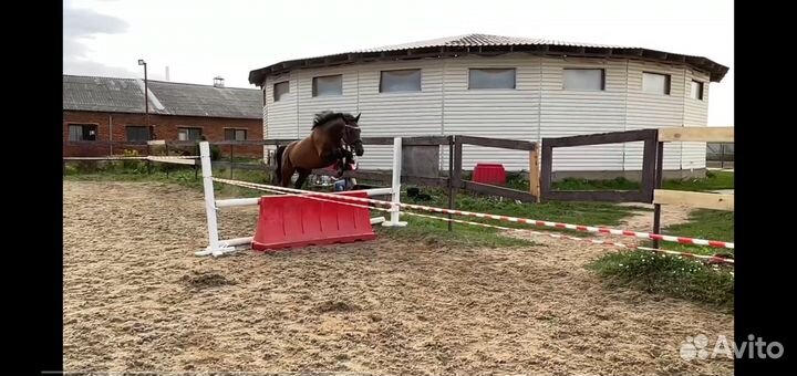Продается Терский мерин,Тракененская кобыла и бп