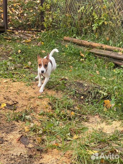 Зоогостиница