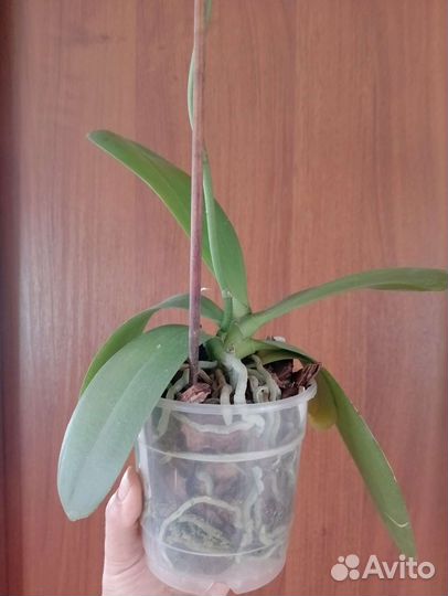 Орхидея фаленопсис