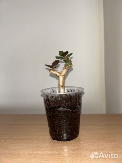 Бонсай из Толстянки