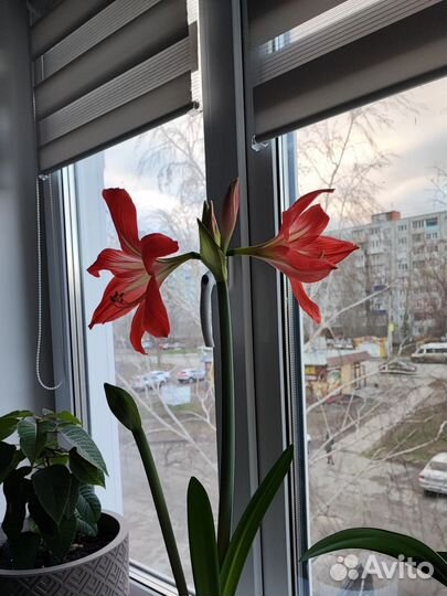 Гиппеаструм