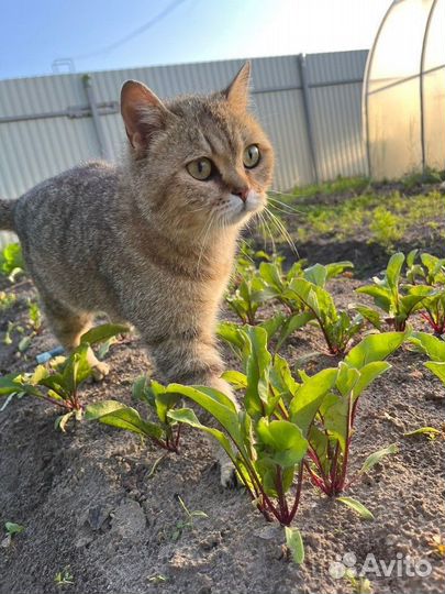 Шотландку выкинули на улицу