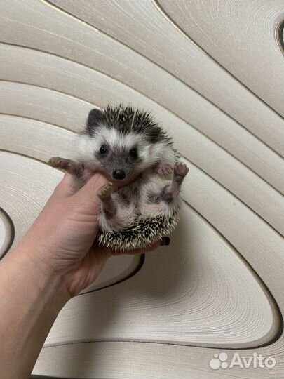 Африканские ежики (ручные ежи из питомника)