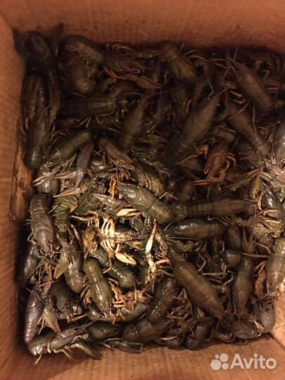 Продаю крупных раков