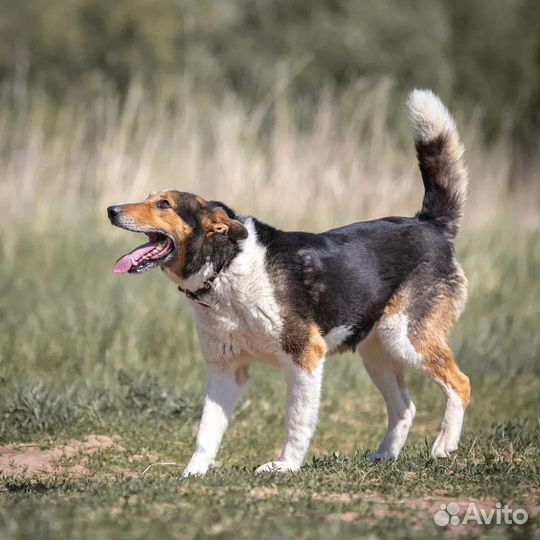 Дина, компанейская собака