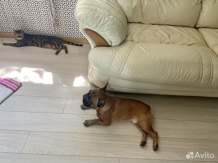 Передержка собак в домашних условиях