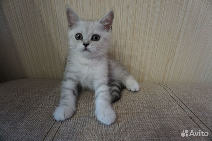 Британские котята серебристая шиншилла