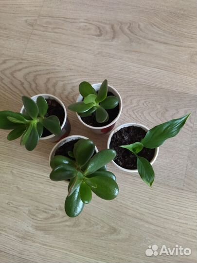 Комнатные цветы. Денежное дерево