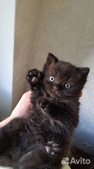 Котята от мамы-шотландки