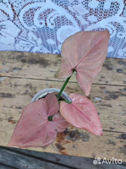 Сингониумы Серый призрак, клубничный лед и другие