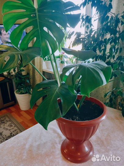 Замиокулькас