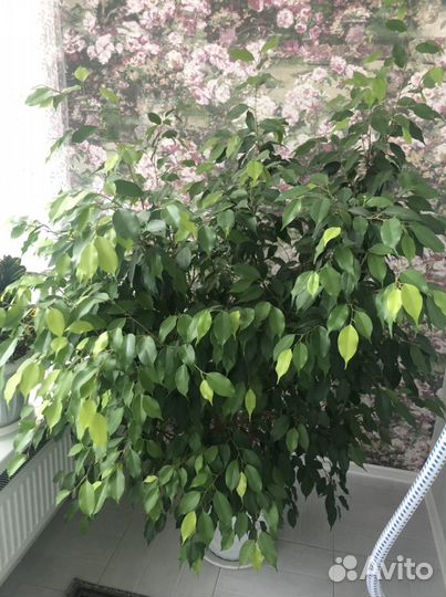 Фикус бенджамина большой