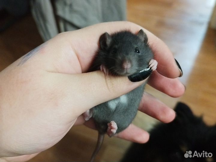 Крыса дамбо трое девочка и мальчики