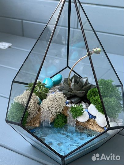 Флорариум суккуленты