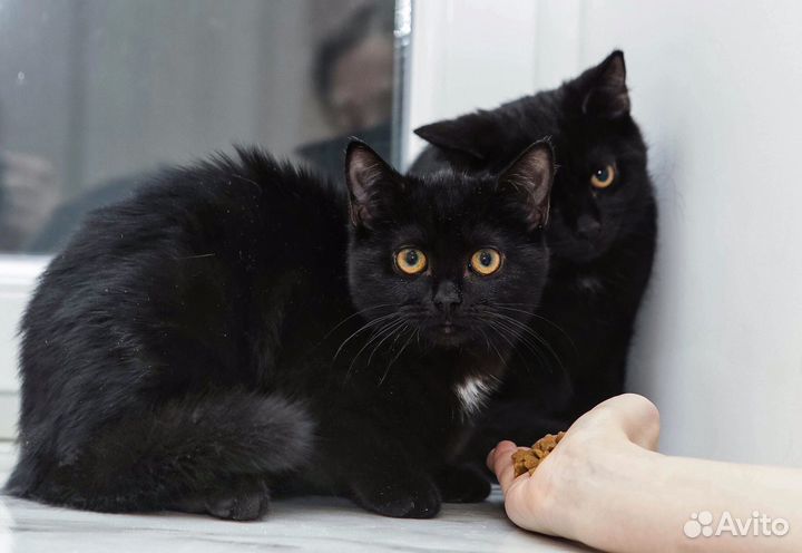 Котята шикарные