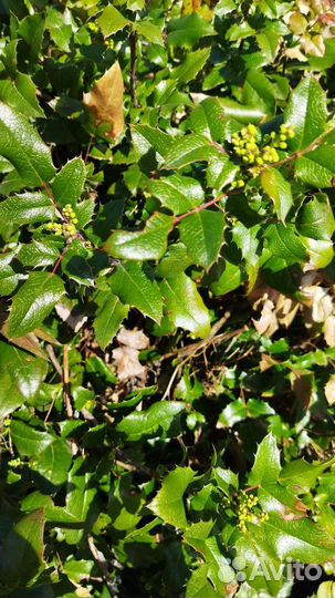 Магония поддуболистная