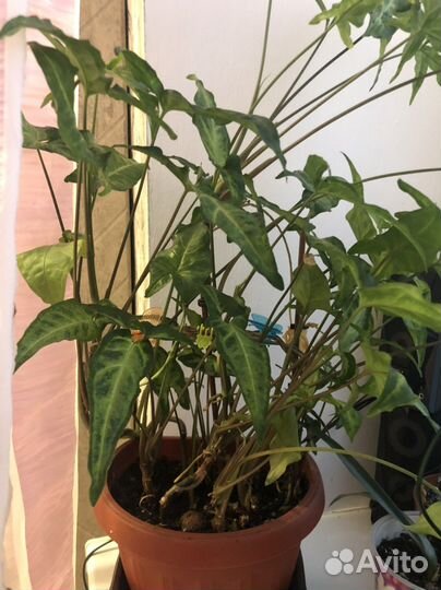 Комнатные цветы