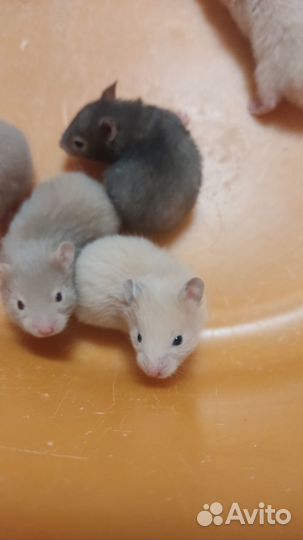 Сирийские хомячки малыши