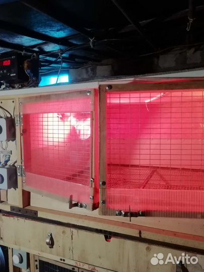 Брудер для суточной птицы автоматический