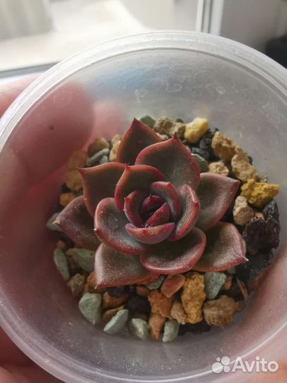 Echeveria Black roy