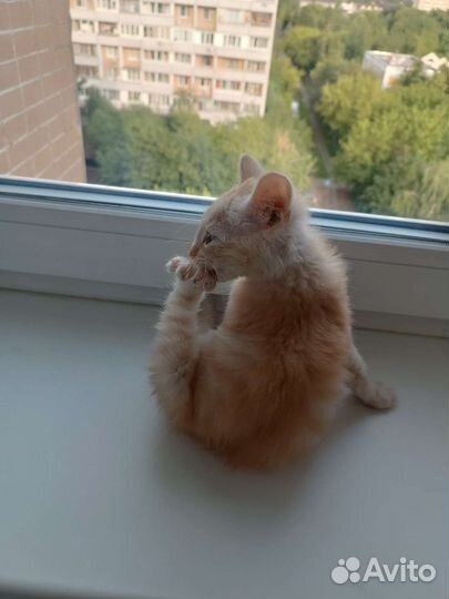 Котёнок ласковый в дар