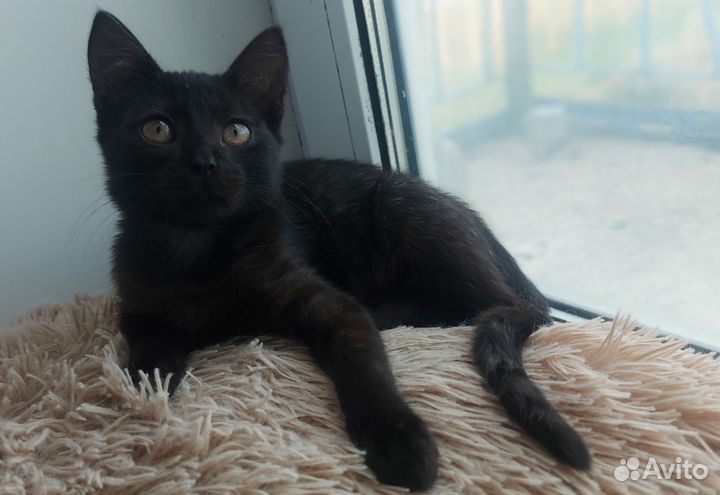 Котик в добрые руки