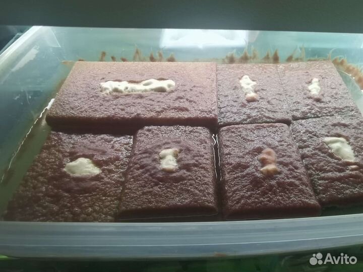 Корма для рыбок