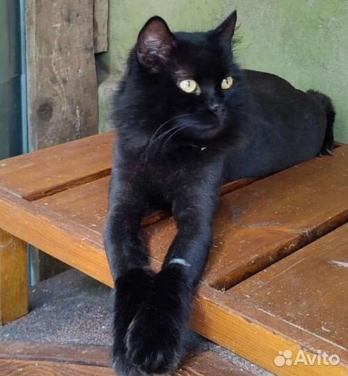 Шикарный кот Барон