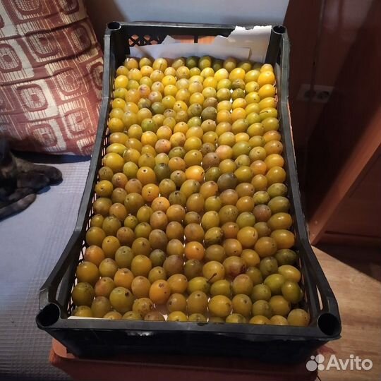 Орехи, семена, косточки плодовых деревьев