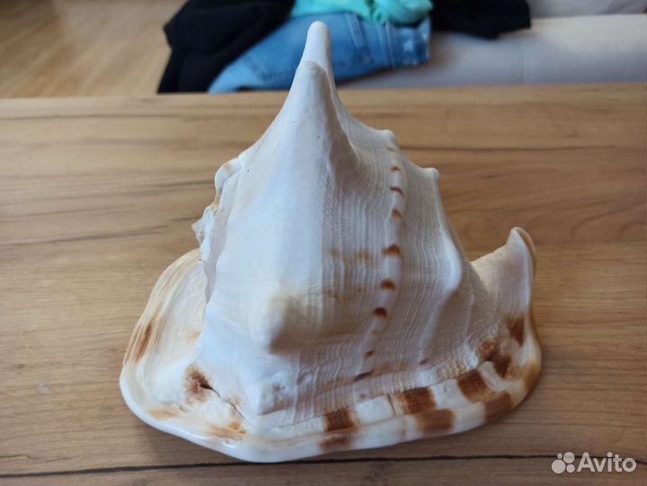 Морская раковина