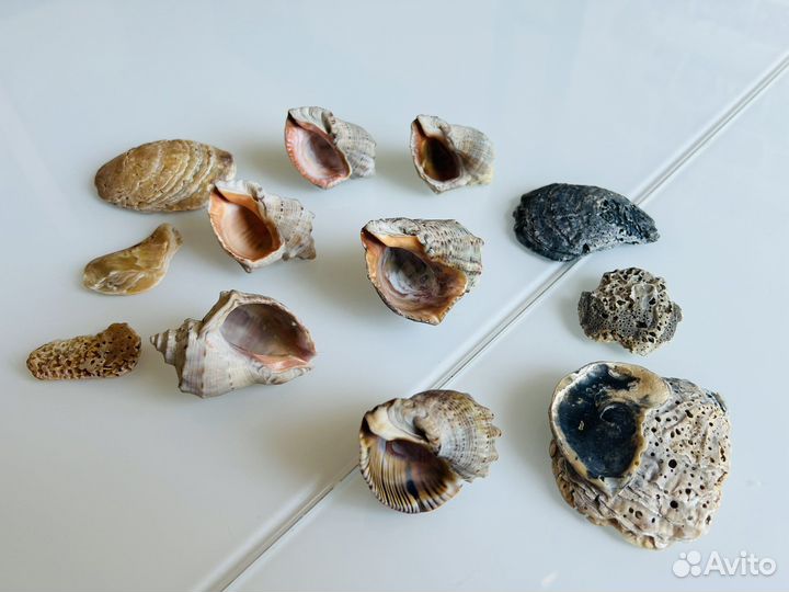 Морские раковины