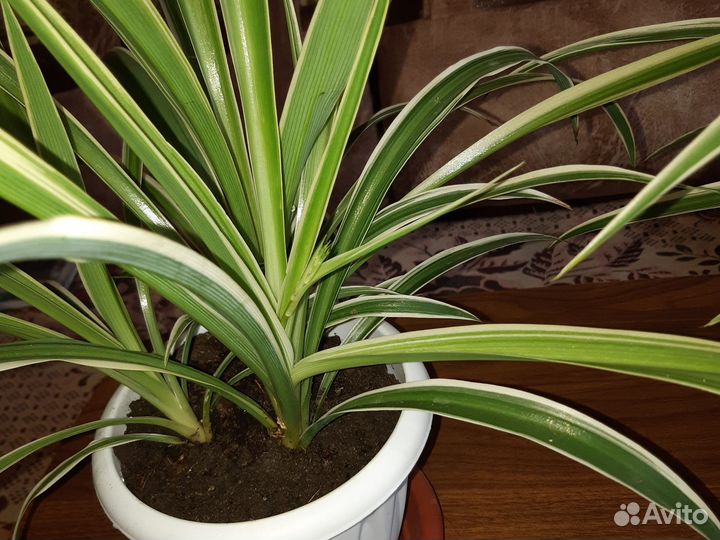 Хлорофитум полосатый