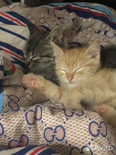 Кошка в дар