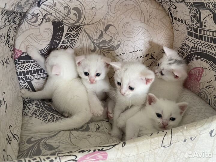 Котята британские белые