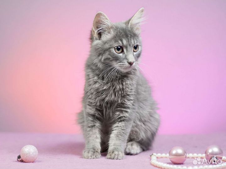 Ласковый котенок Фокус