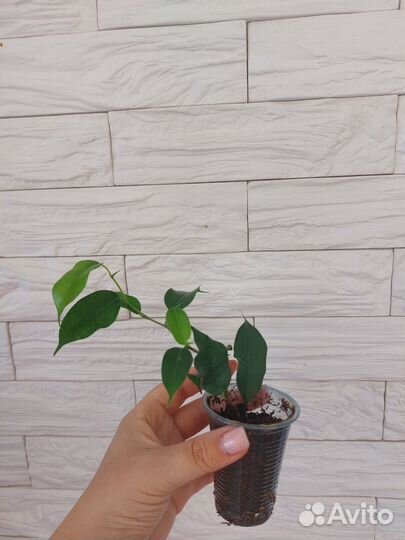 Сортовые фикусы