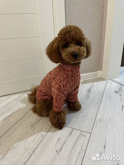 Свитер для пуделя ручной вязки
