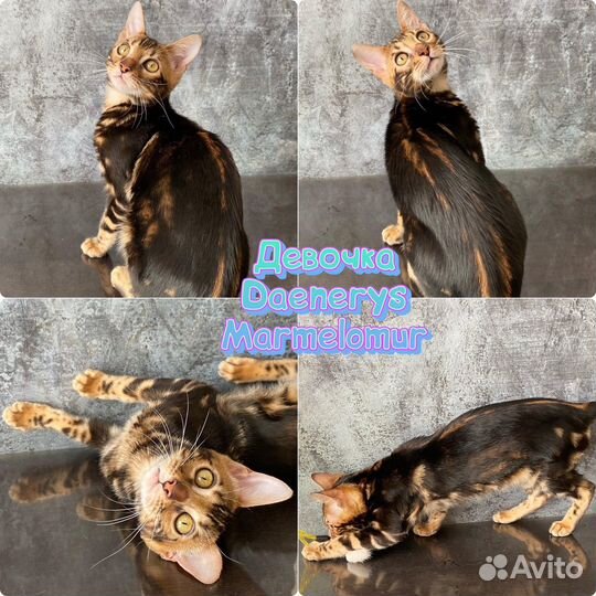 Бенгальские котята
