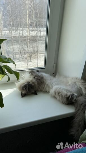 Отдам кота в добрые руки