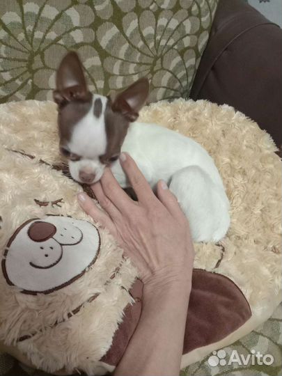 Чихуахуа мальчик