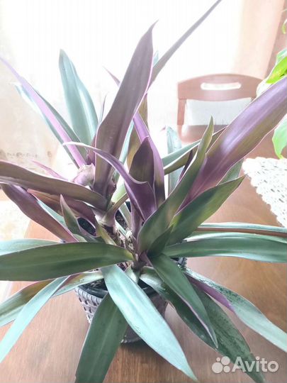 Цветы (комнатные)