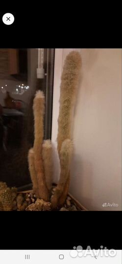 Композиция из хавортий. Каменная роза 30. Кактусы