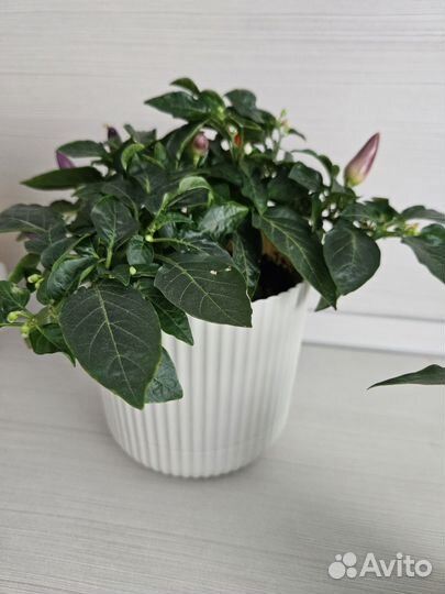 Комнатный перчик