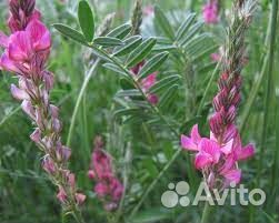 Семена экспарцета