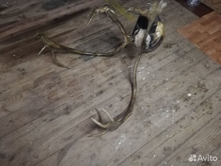 Рога оленя