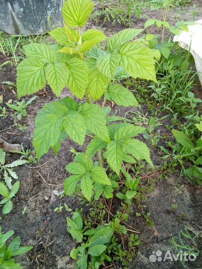 Малина ремонтанная