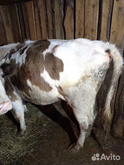 Корова дойная